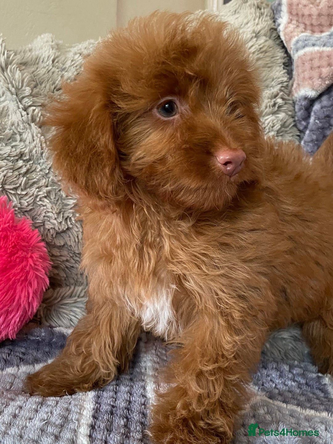 Cockapoo dogs for sale: Stunning fox red cockapoo puppies PRA clear  - Image 22