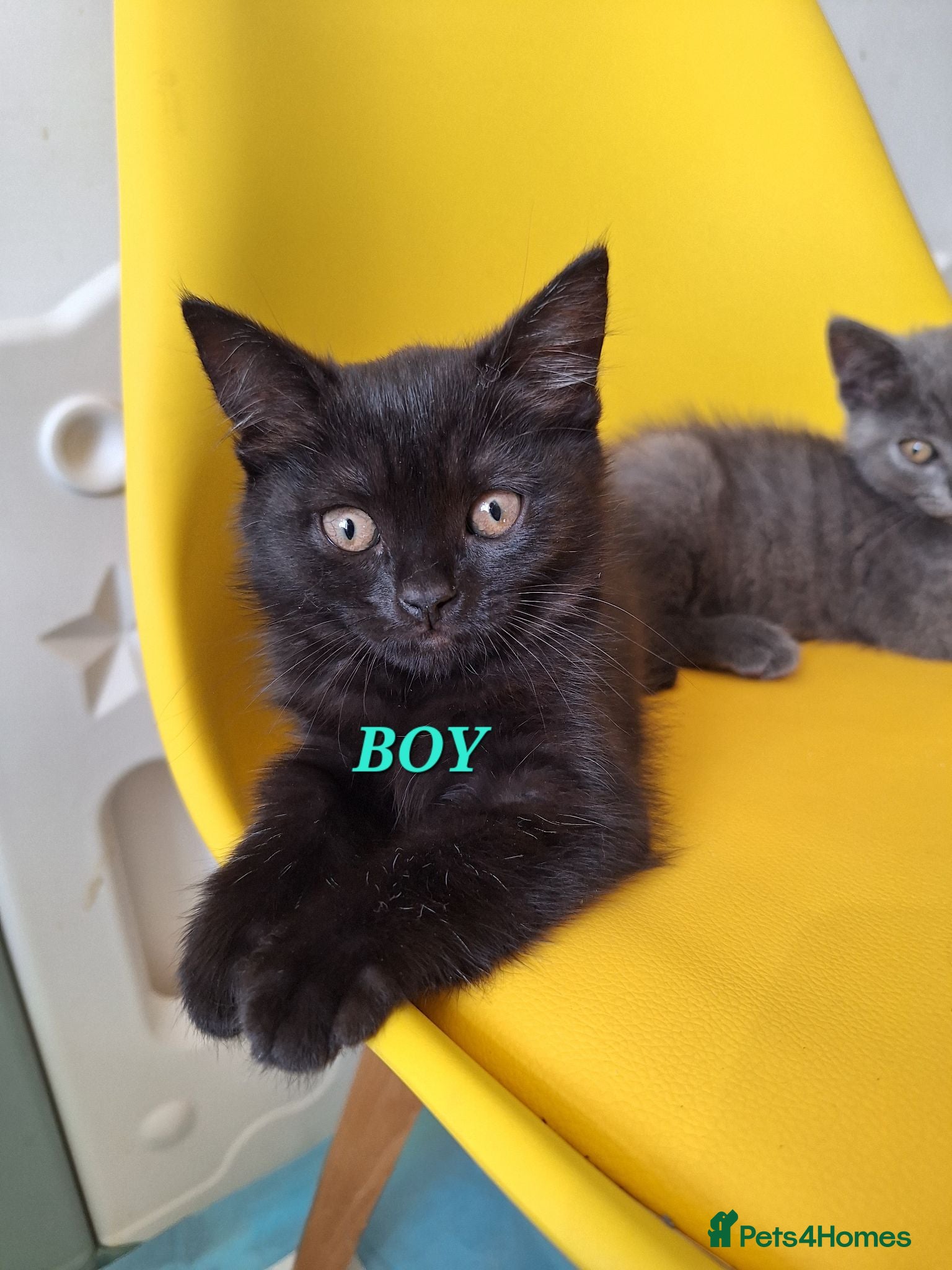 British Shorthair cats Chocolate-cinnamon,grey colour BSH kittens,London - Advert 2