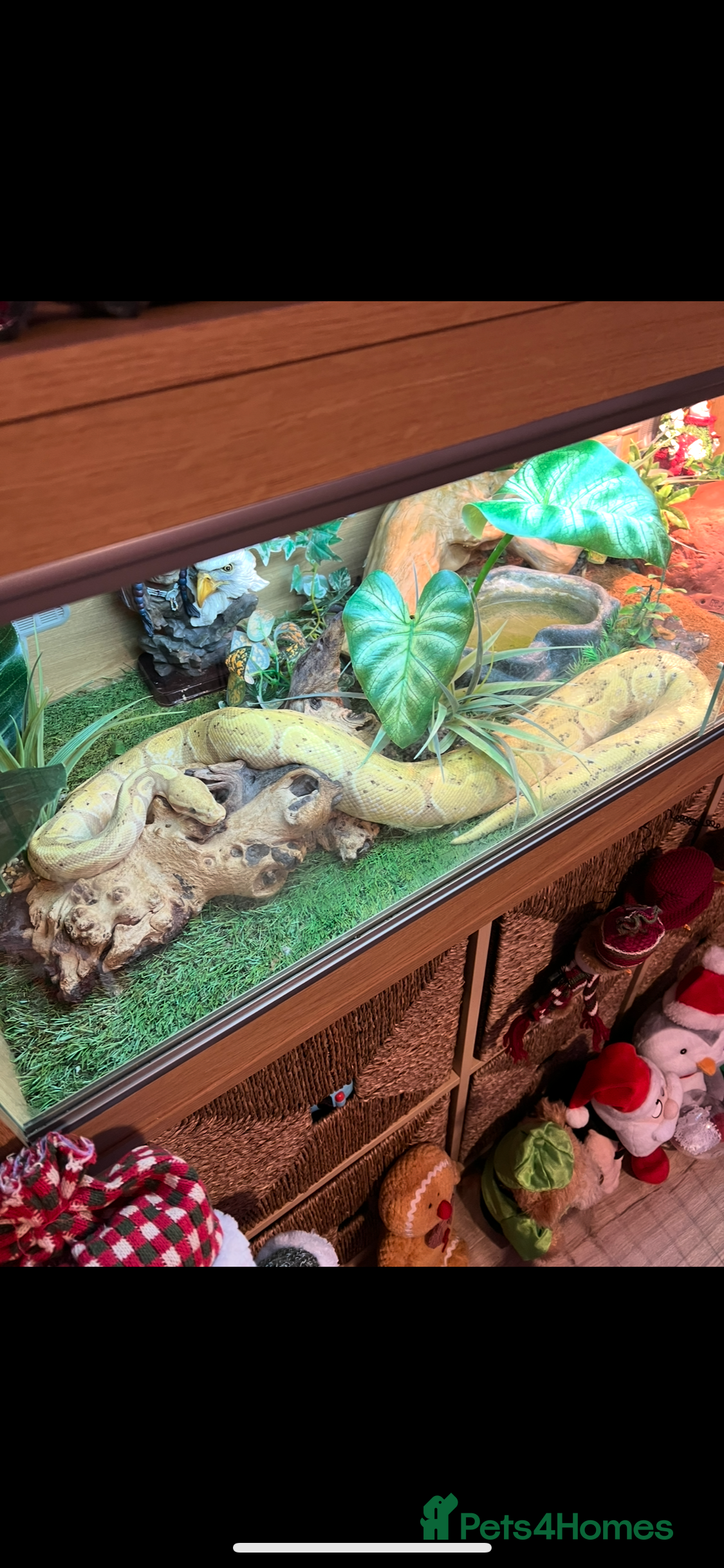 Python Snake reptiles Royal python for sale £150 - Advert 7