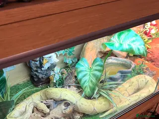 Python Snake reptiles Royal python for sale £150 - Advert 7