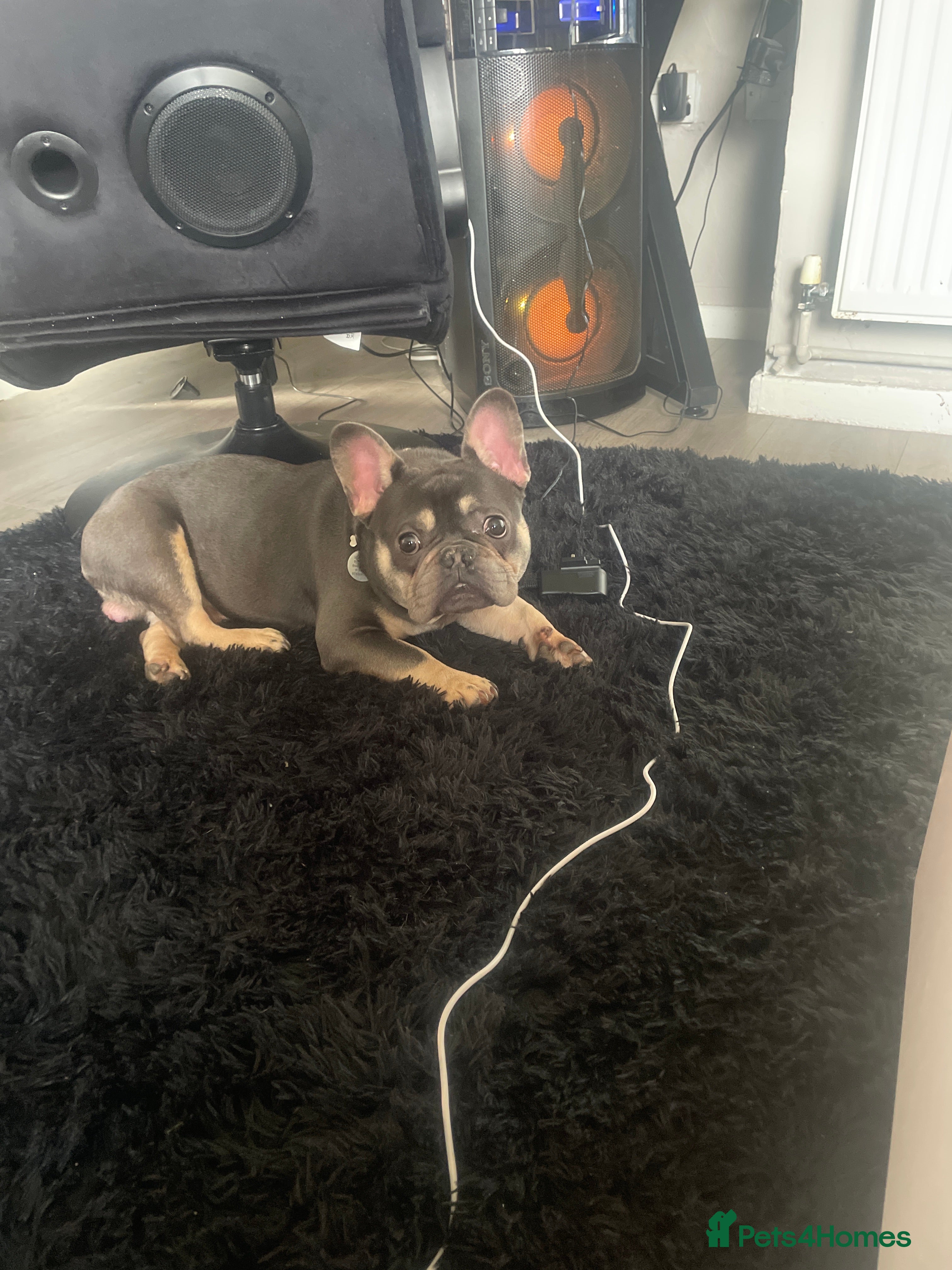 French Bulldog dogs (Gucci) 9 month old French Bulldog  - Advert 2