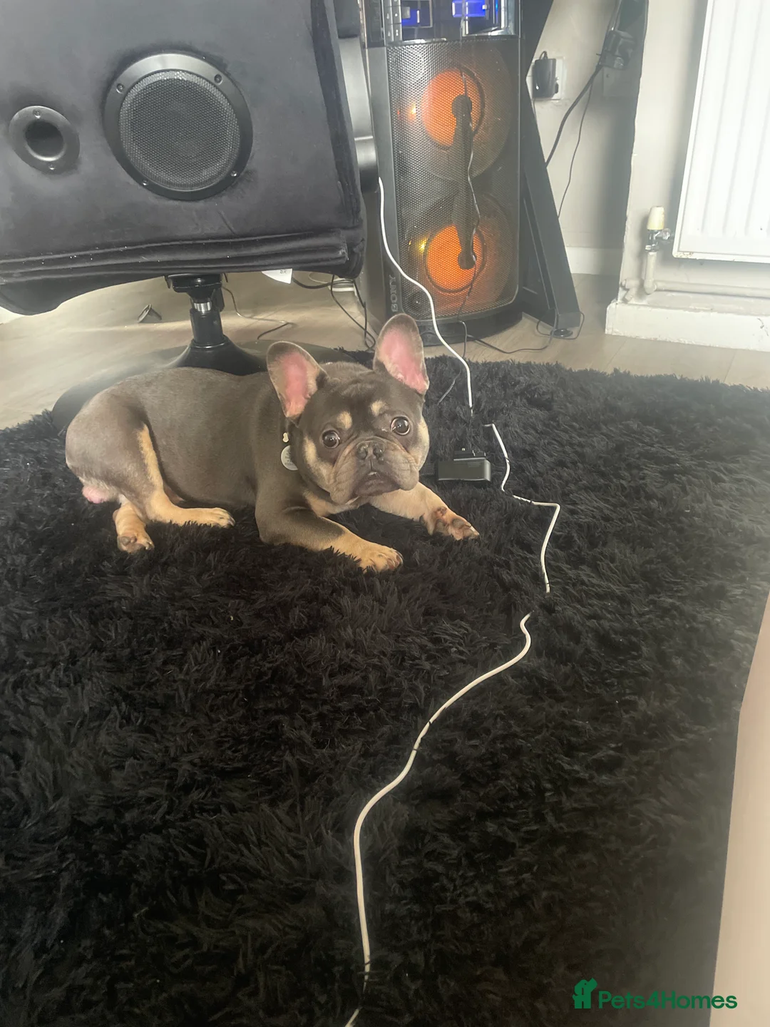 French Bulldog dogs for sale: (Gucci) 9 month old French Bulldog  - Advert 1