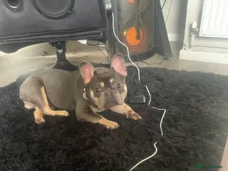 French Bulldog dogs (Gucci) 9 month old French Bulldog - Advert 2