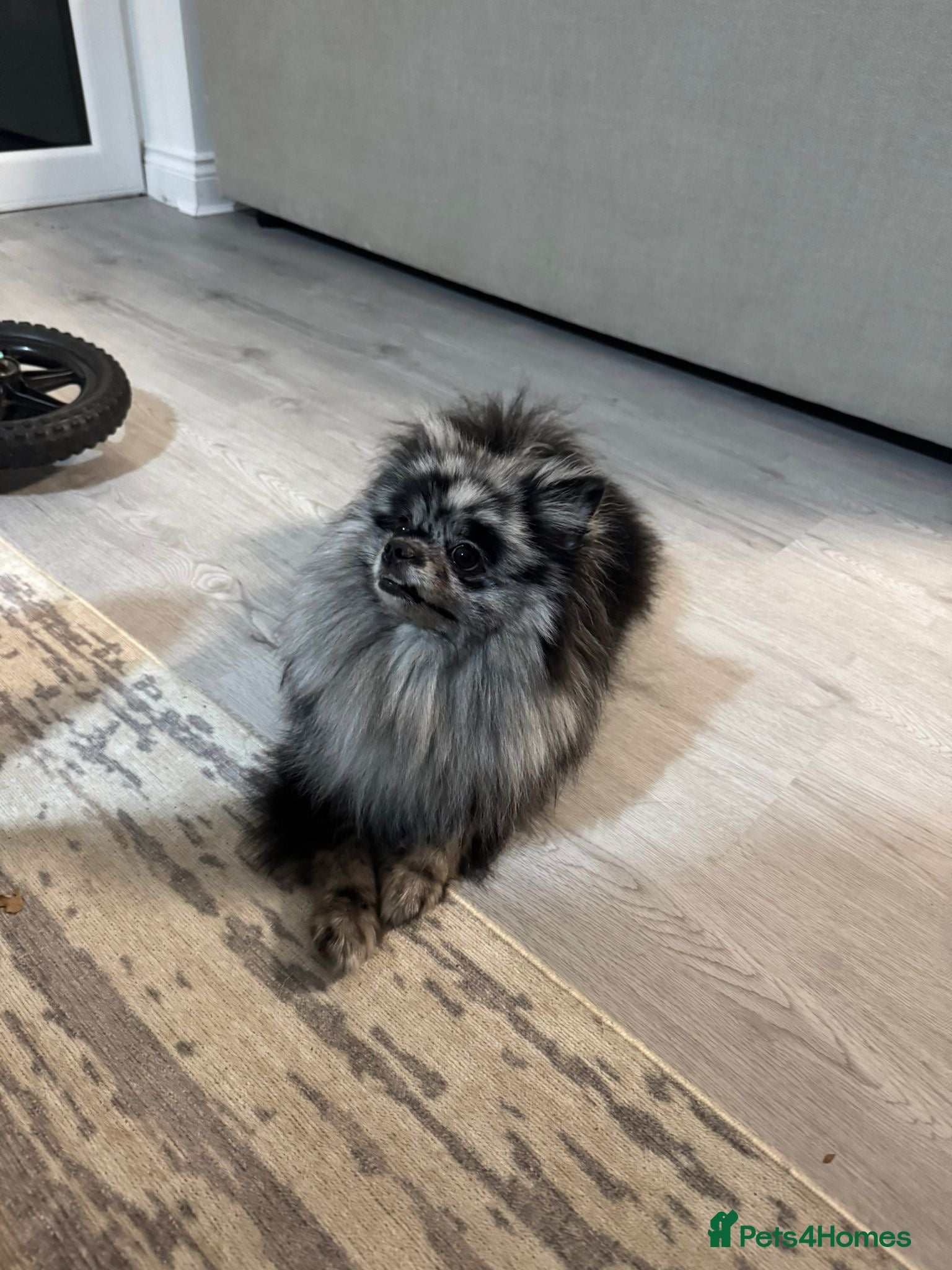 Pomeranian dogs Outstanding Teddy Bear Line - Champion blood line - Advert 1