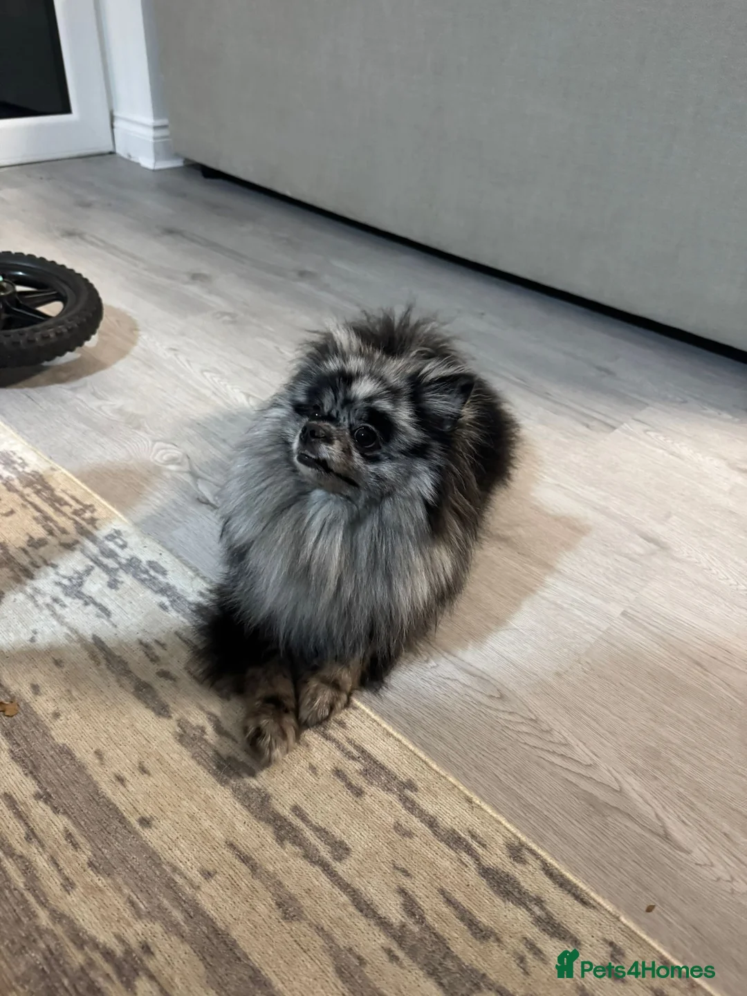 Pomeranian dogs for sale: Outstanding Teddy Bear Line - Champion blood line - Advert 4