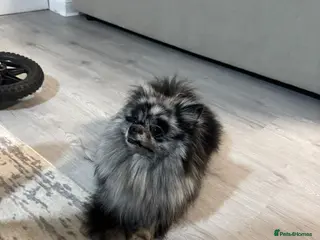 Pomeranian dogs Outstanding Teddy Bear Line - Champion blood line - Advert 1