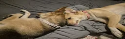 Mixed Breed dogs for adoption: 🌼 Poppy – Gentle, Sensitive Soul Looking  - Advert 6