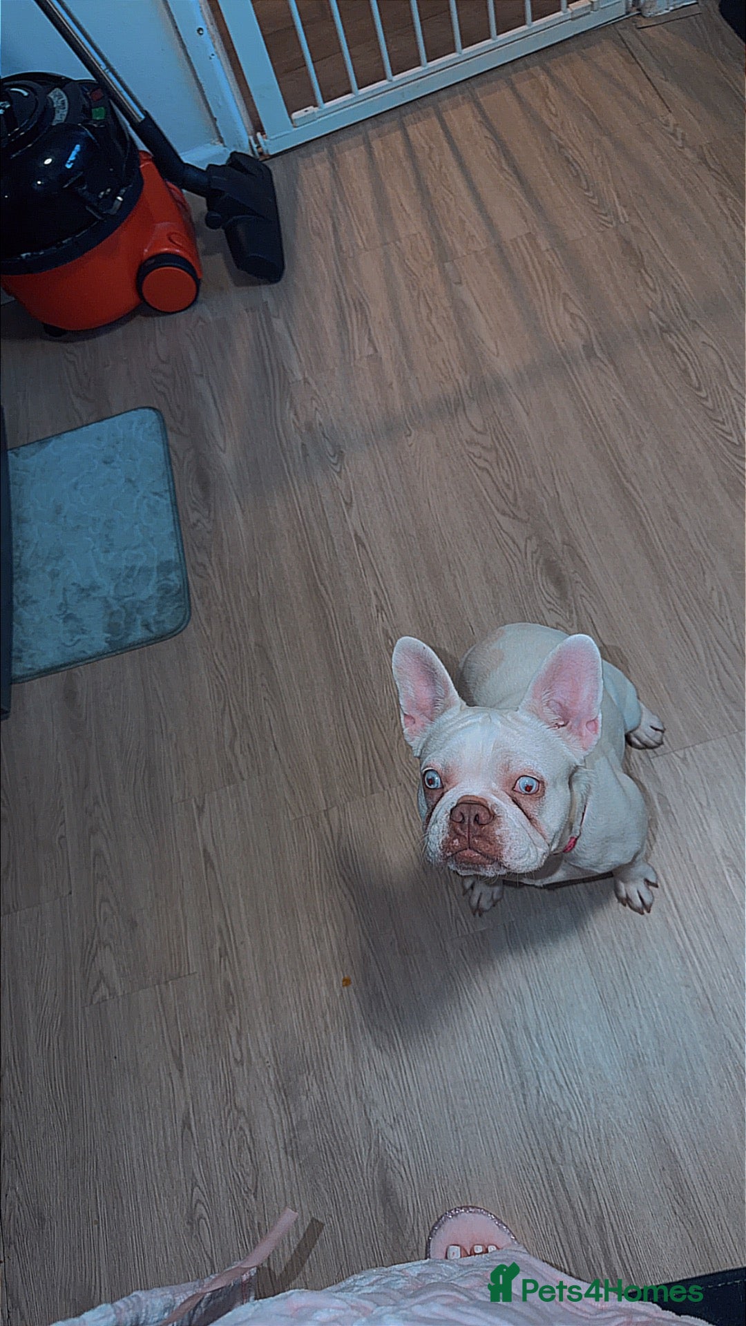 French Bulldog dogs for sale: Belle FRENCH BULLDOG - Advert 3