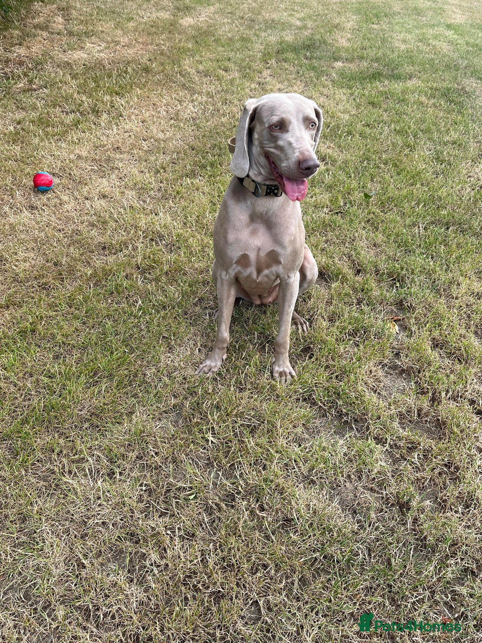 Weimaraner dogs Weimaraner   - Advert 1