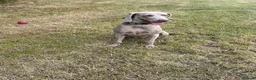 Weimaraner dogs for sale: Weimaraner   - Advert 1