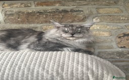 Maine Coon cats for stud: LARGE High Black Smoke Stud - Advert 4