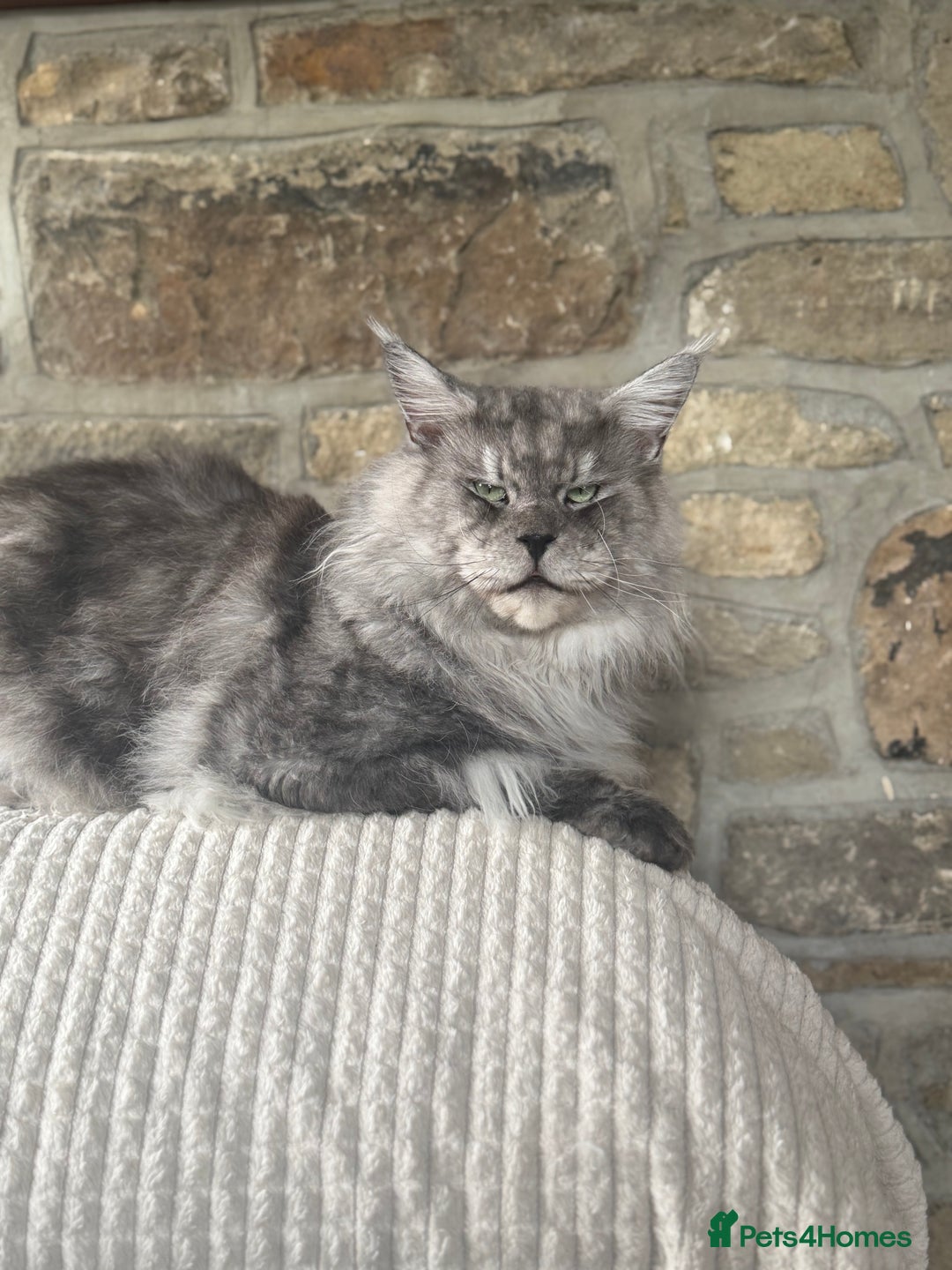 Maine Coon cats for stud: LARGE High Black Smoke Stud - Advert 4