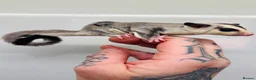 Sugar Glider rodents for sale: Male Baby Sugar Glider - Advert 3