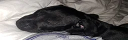 Mixed Breed dogs for sale: American staffordshire cross english bull terrier - Advert 5