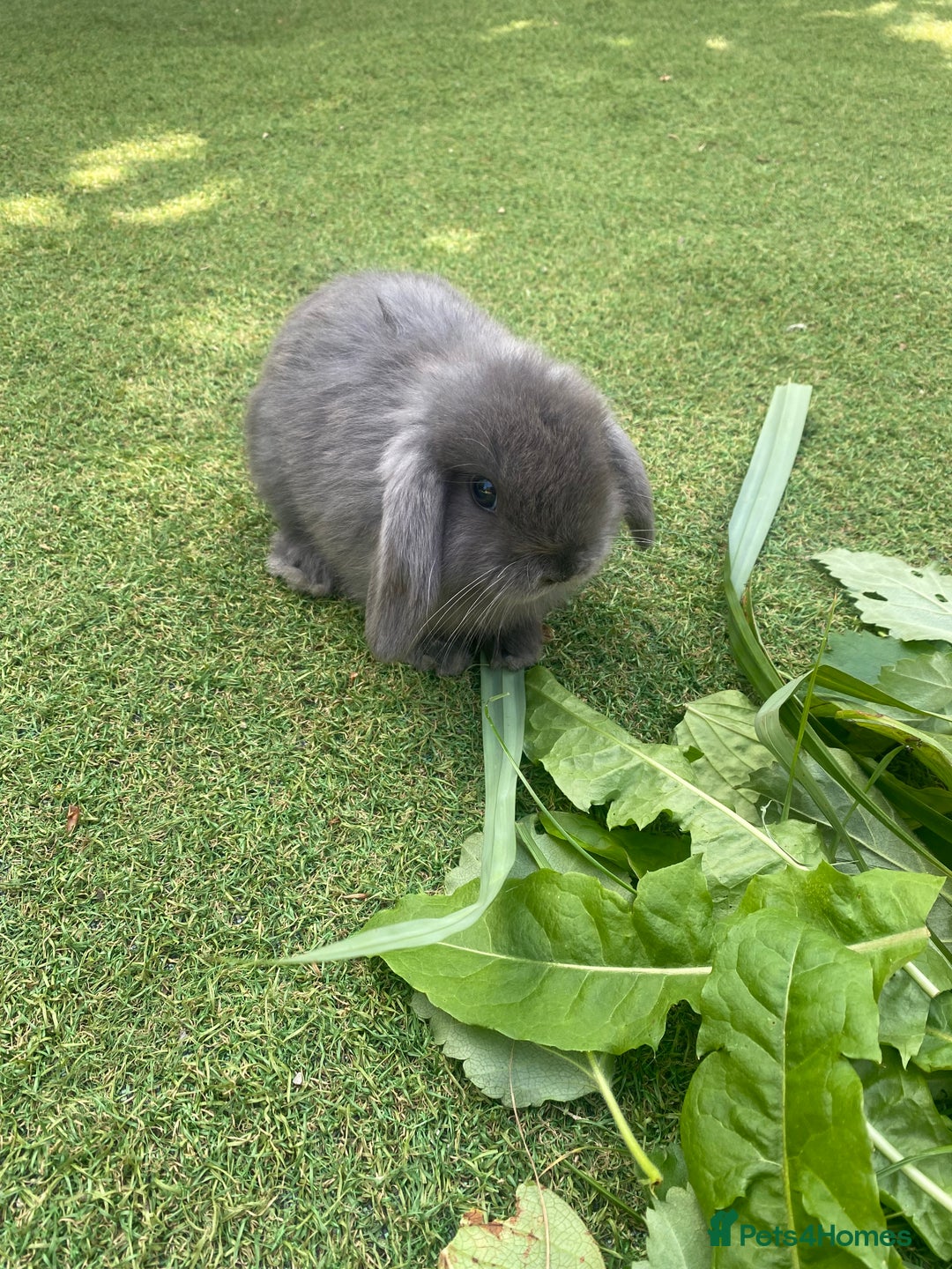 Mini Lop rabbits for sale: 6 beautiful baby mini lop bunnies 🐰  - Image 8
