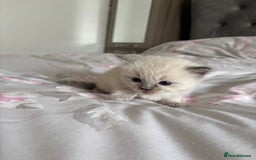Ragdoll cats for sale: Purebred bluepoint ragdolls - Image 12