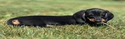 Dachshund dogs for sale: Beautiful KC reg, standard dachshund puppies  - Advert 3