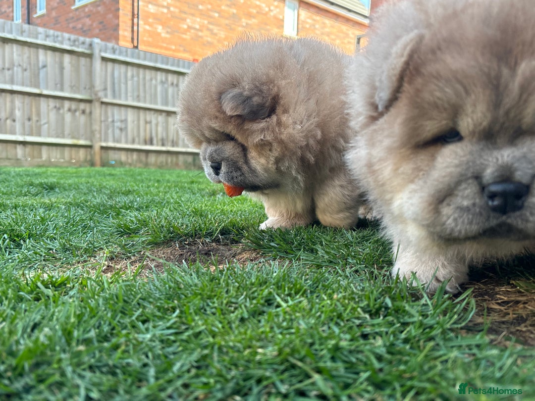Chow Chow dogs for sale: Champion pedigree chow chow puppies in Northampton - Image 17