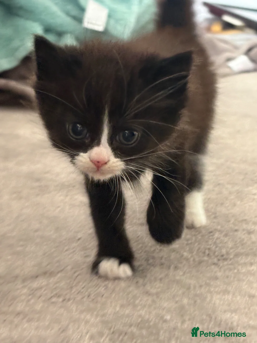 Mixed Breed cats for sale: Male black and white kitten  - Advert 8