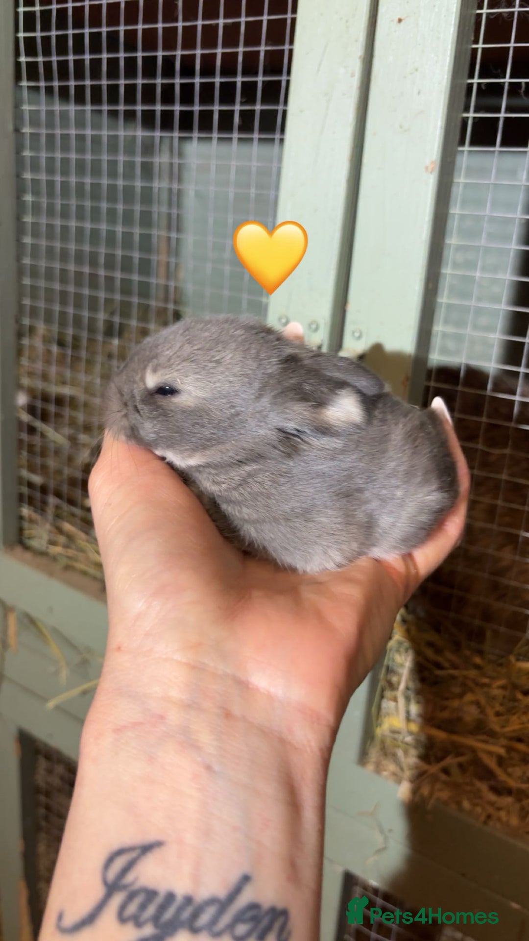 Mini Lop rabbits for sale: Beautiful colour mini lop rabbits  - Advert 4