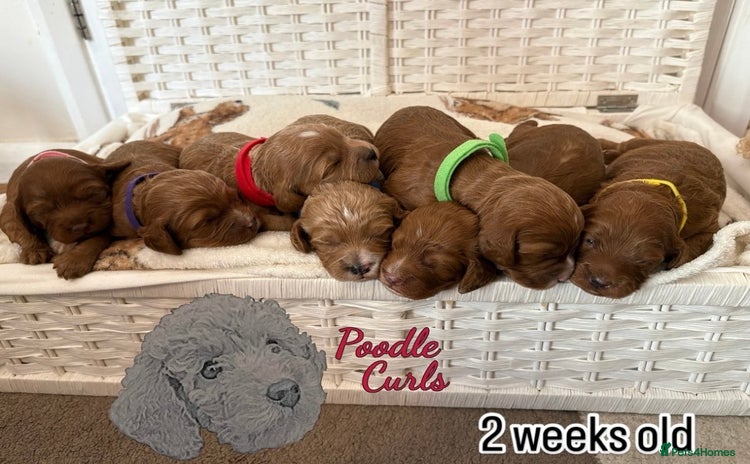 Cavapoo dogs - Advert 5