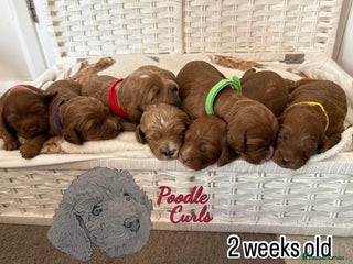 Cavapoo dogs - Advert 17