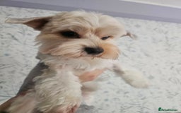 Yorkshire Terrier dogs for sale: Adorable Yorkshire Terrier Biewer Puppies Tricolor - Image 15