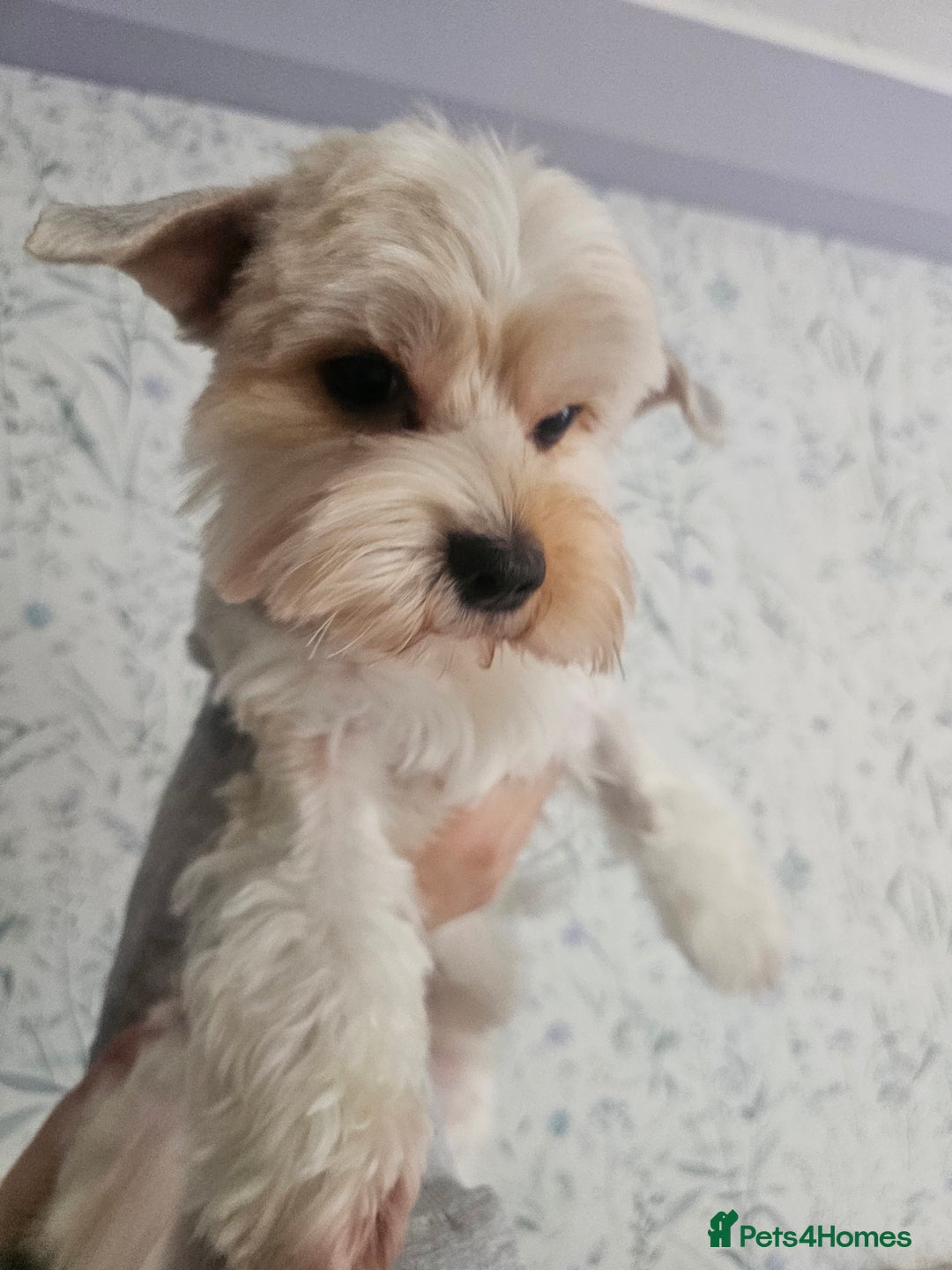 Yorkshire Terrier dogs for sale: Adorable Yorkshire Terrier Biewer Puppies Tricolor - Image 15