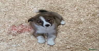 Border Collie dogs Red/Brown Merle Border Collie Pups - Advert 7