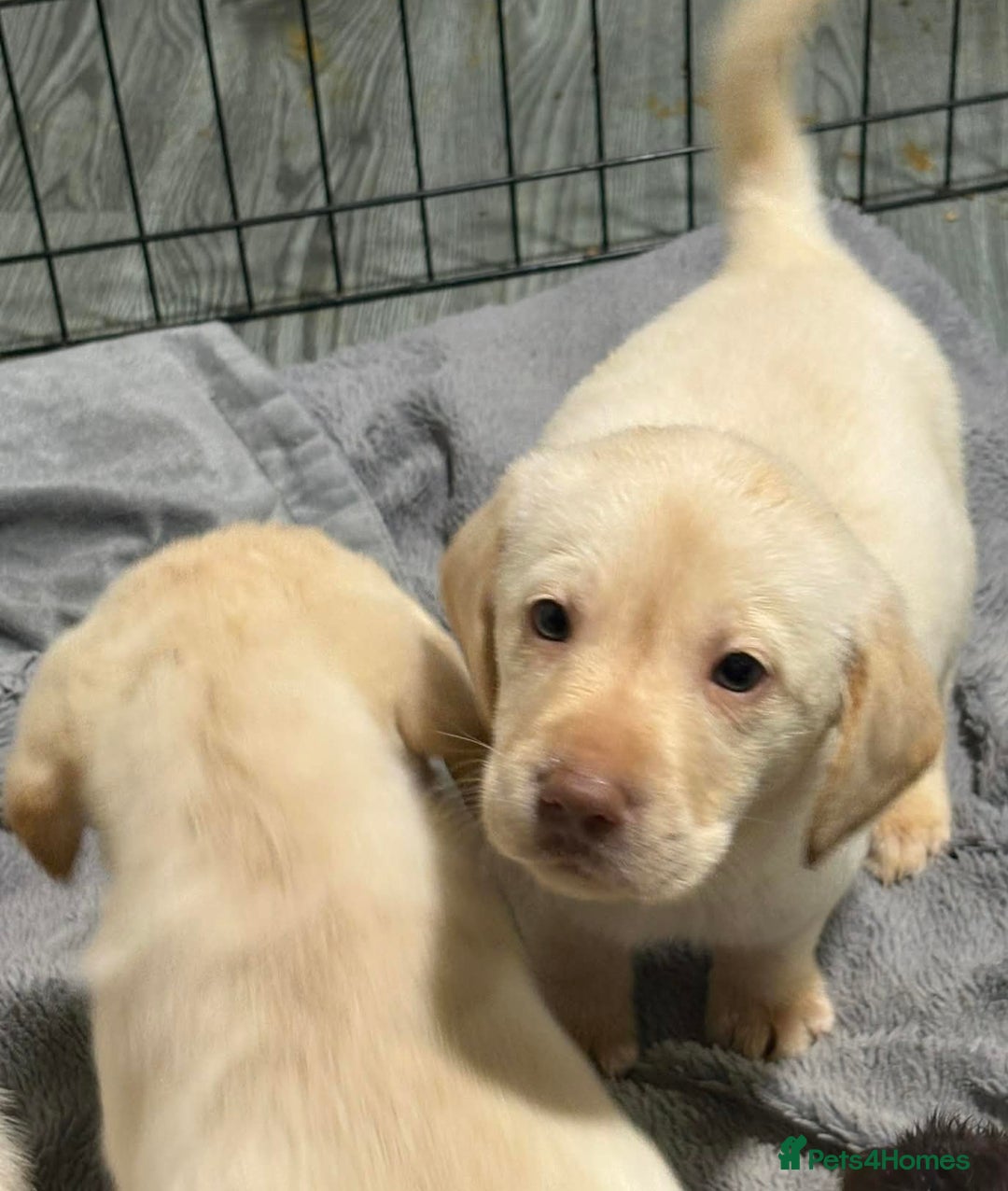 Labradoodle dogs for sale: Beautful labradoodle puppies available for sale  - Advert 18