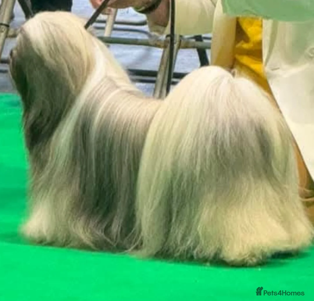 Lhasa Apso dogs for sale: Lhasa apso puppies fully KC REGISTERED  - Advert 2