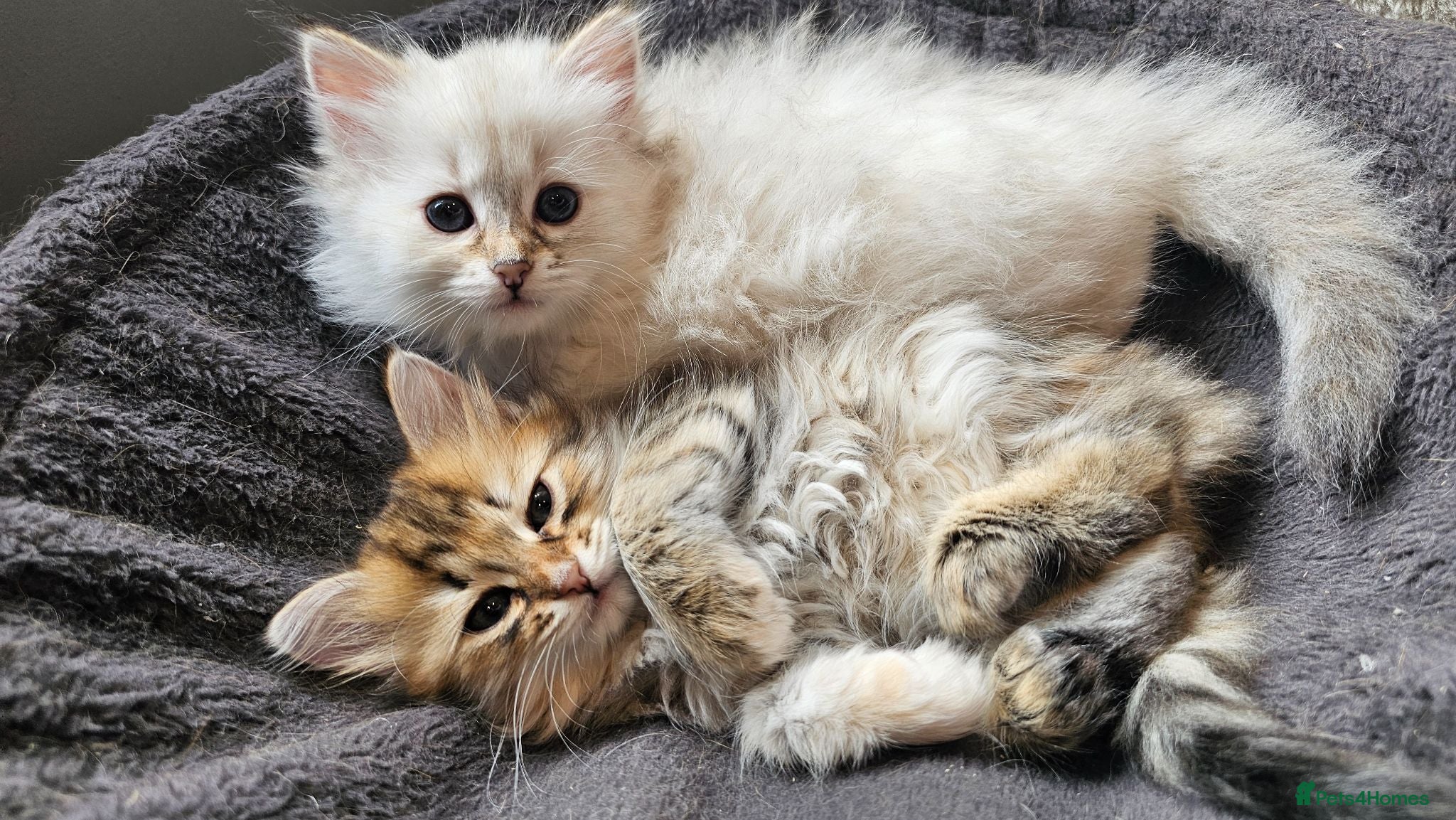 Siberian cats Purebred Siberian Kittens Indoor & Catio Home - Advert 9