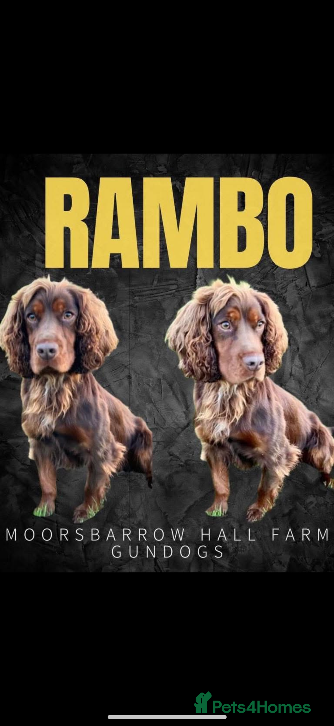 Cocker Spaniel dogs for sale: KC reg 5 Gen FTCH/Argyll warrior descendants  - Advert 7