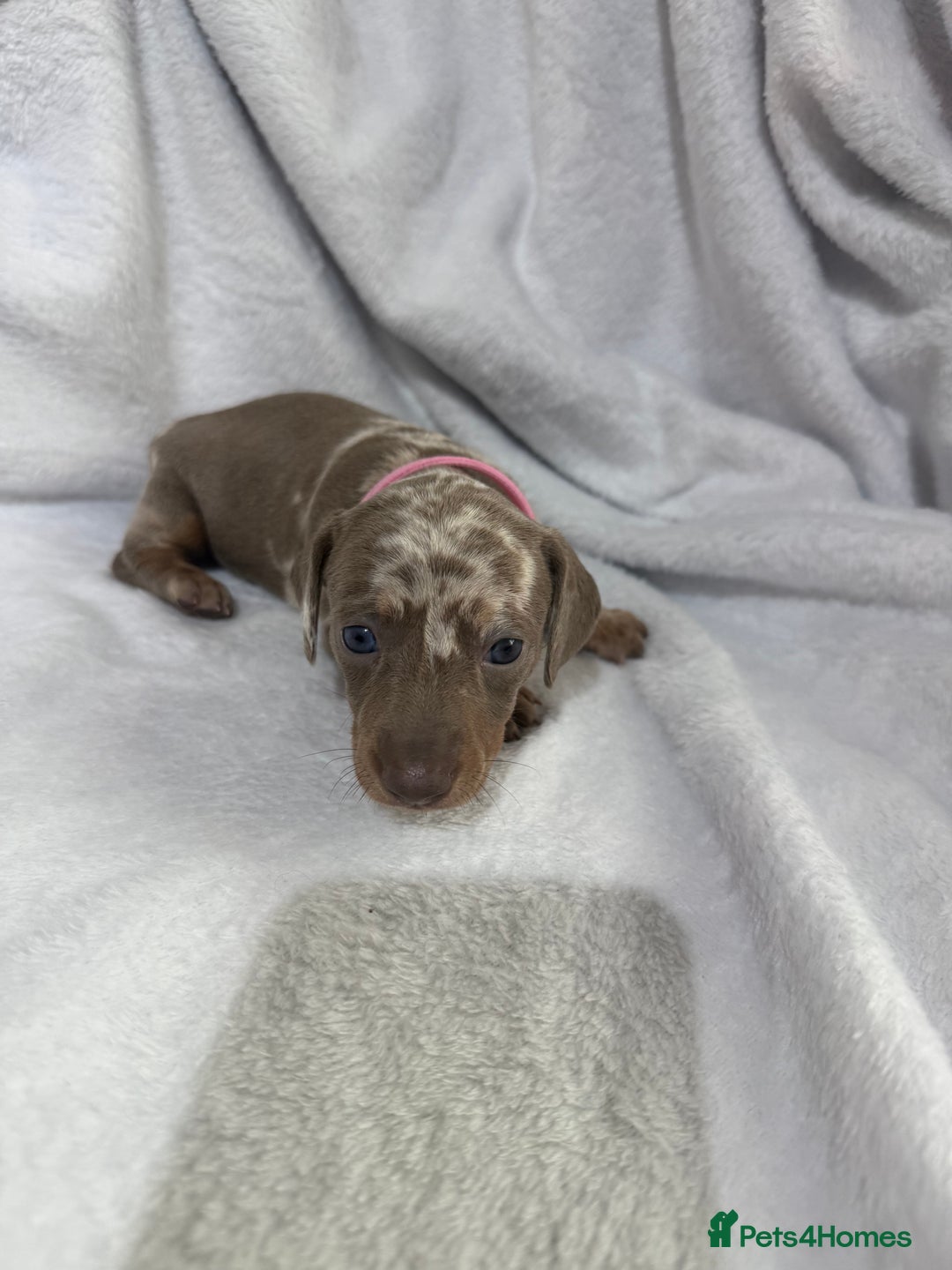 Dachshund dogs for sale: 4 dachshund puppies all females - Advert 13
