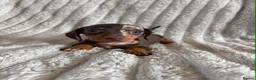 Miniature Dachshund dogs for sale: KC MINIATURE DACHSHUND PUPPIES  - Advert 8