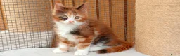 Maine Coon cats for sale: Stunning Female Maine Coon Kitten in Nantwich - Advert 3