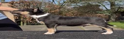 English Bull Terrier dogs for sale: English bull terrier puppies  in Bedford - Advert 3