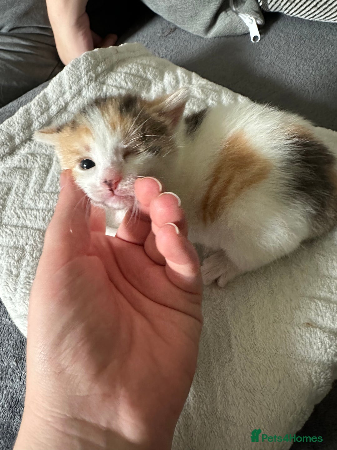 Mixed Breed cats for sale: Beautiful kittens  - Image 15
