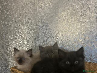 Ragdoll cats Last two 5 month Ragdoll Kittens - Advert 14