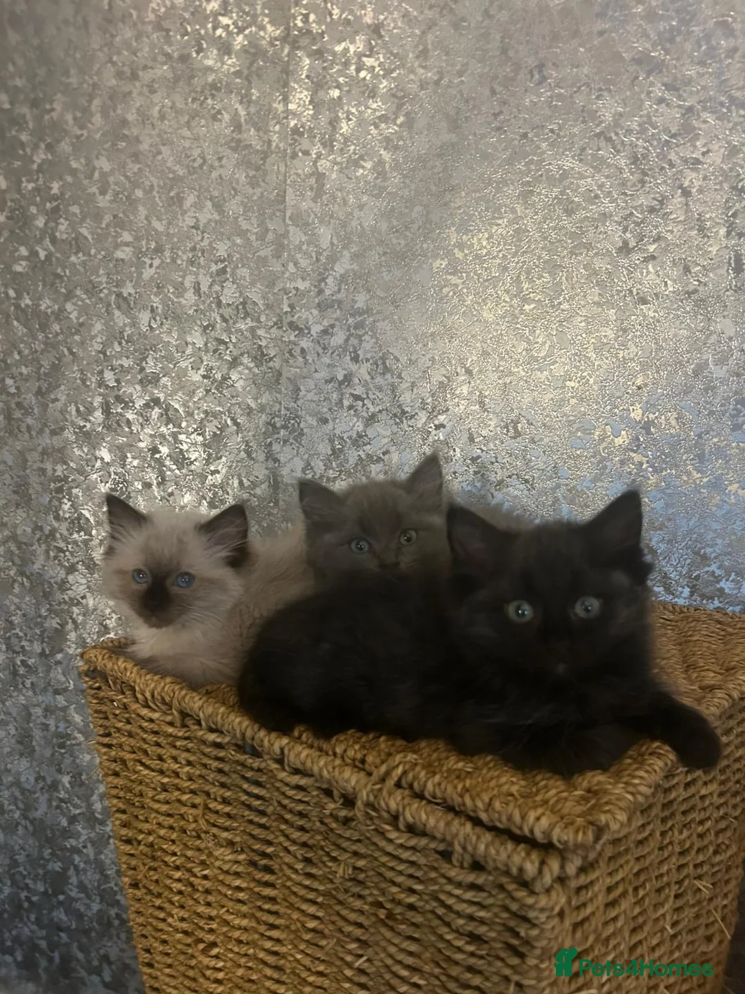 Ragdoll cats for sale: Last two 5 month Ragdoll Kittens - Advert 1