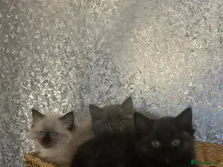 Ragdoll cats Last two 5 month Ragdoll Kittens - Advert 14