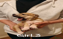 Mixed Breed dogs for sale: German Staffy Litter Available 12/10/25 - Image 11