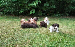 Cocker Spaniel dogs for sale: Cocker Spaniel Puppies - Image 13