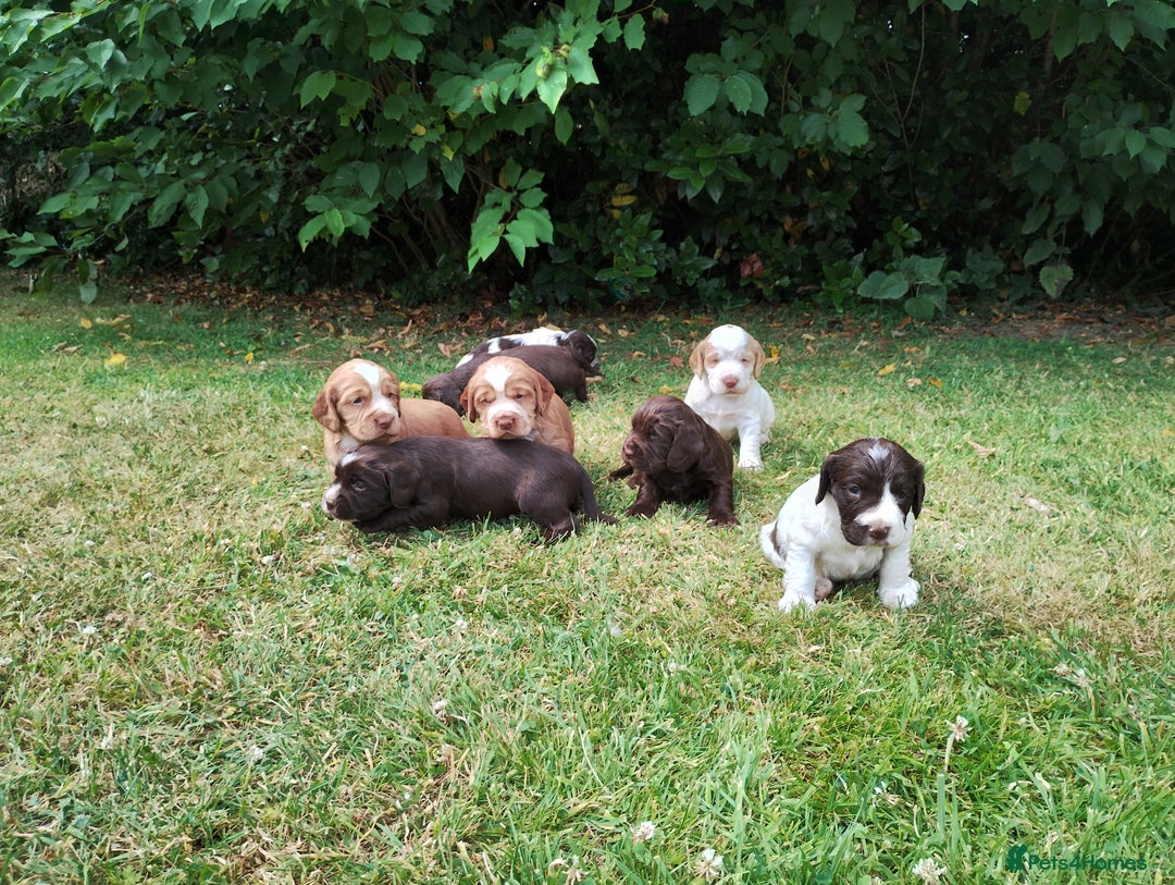 Cocker Spaniel dogs for sale: Cocker Spaniel Puppies - Image 13