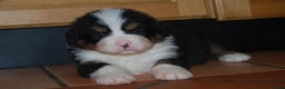 Bernese Mountain Dog dogs for sale: Beautiful pups from fully health tested patents - Advert 7