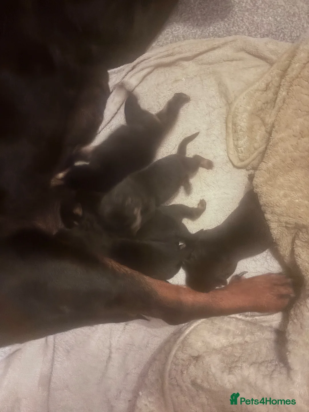Rottweiler dogs for sale:  German Rottweiler puppies  - Advert 2