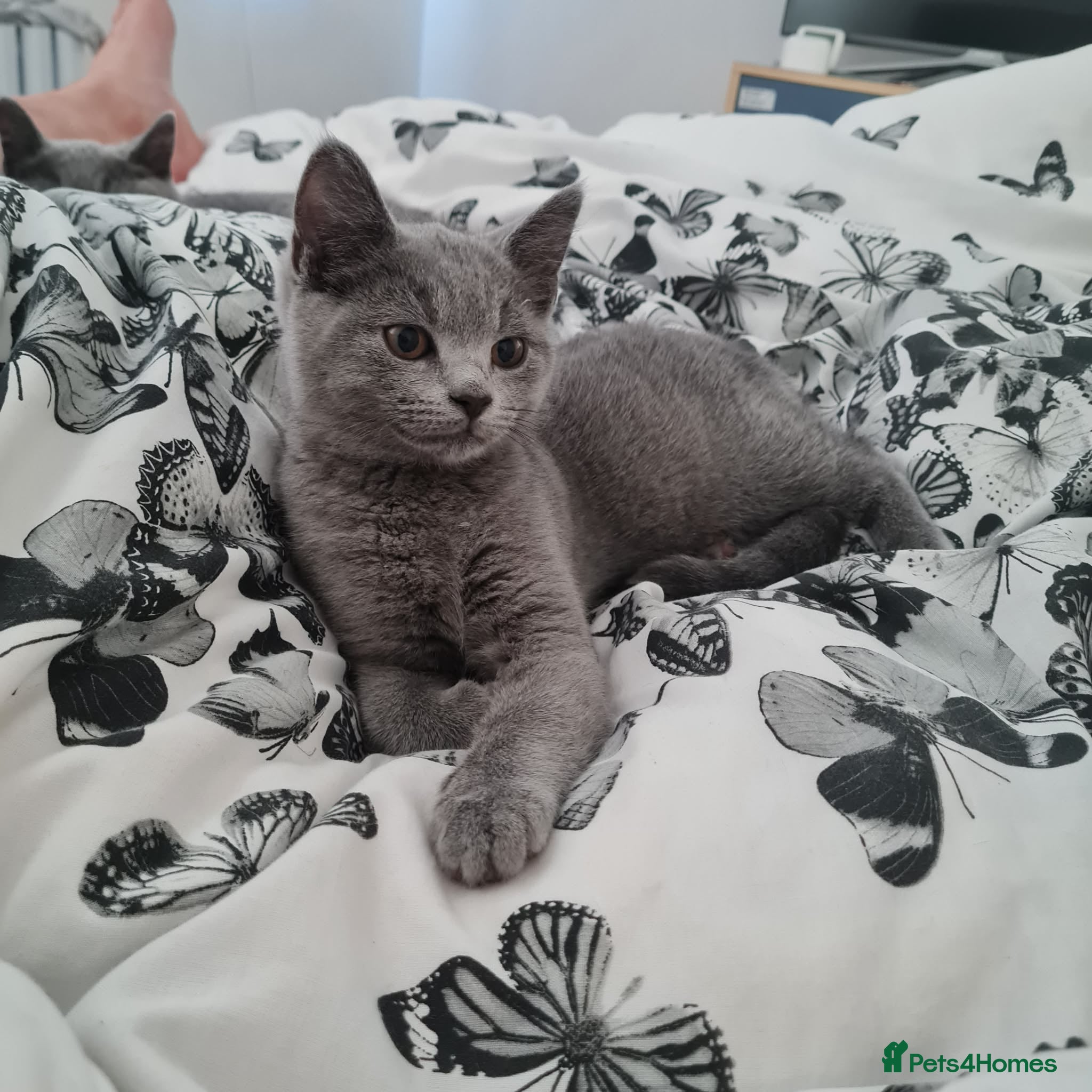 Mixed Breed cats Her name is Luna  - Advert 16