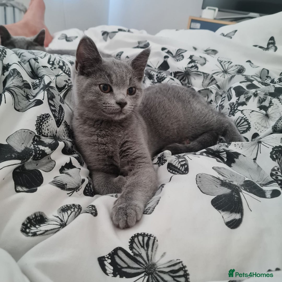 Mixed Breed cats for sale: Her name is Luna  - Advert 1