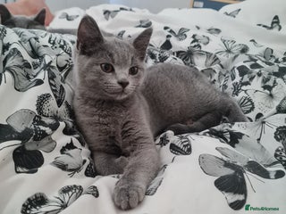 Mixed Breed cats Her name is Luna - Advert 1