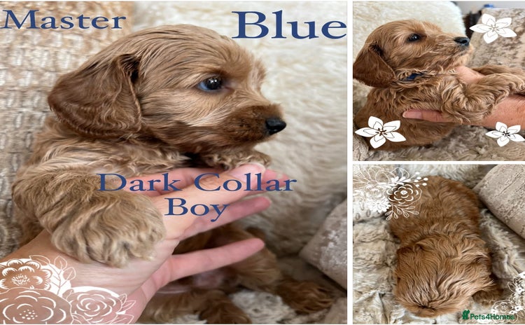 Cockapoo dogs - Advert 6